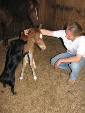 Žriebä, somár 160708 045.JPG